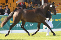 StPrSt. CADIA ANA (7. Pl.) v. Cadmon / Cellestial (Franz & Jutta Wego, Dummerstorf).